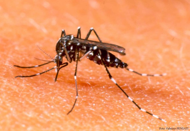 dengue hyttynen.jpg
