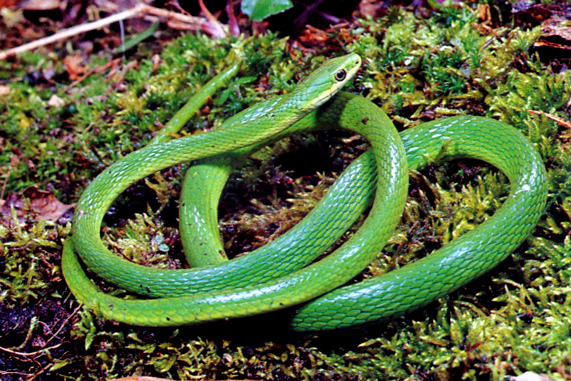 green snake.jpg