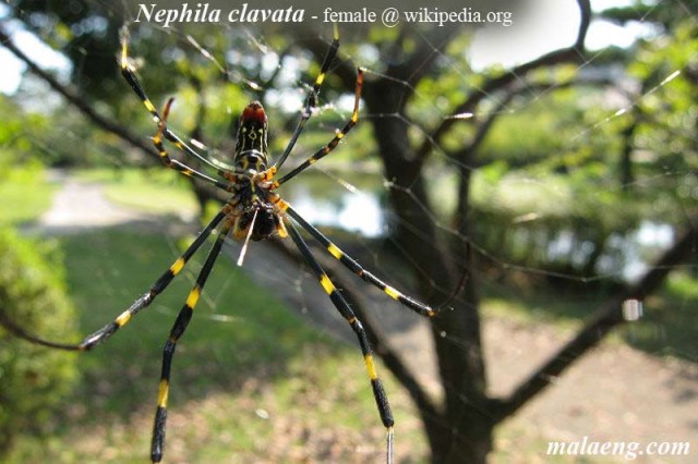 nephila-clavata-.jpg