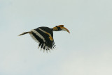 hornbill.jpg