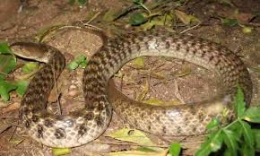 checkered keelback snake.jpg